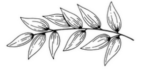 Devy Logo